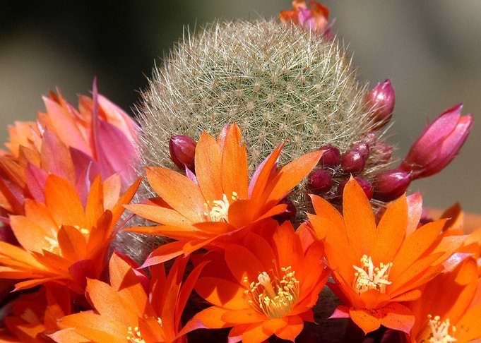 cactus flower