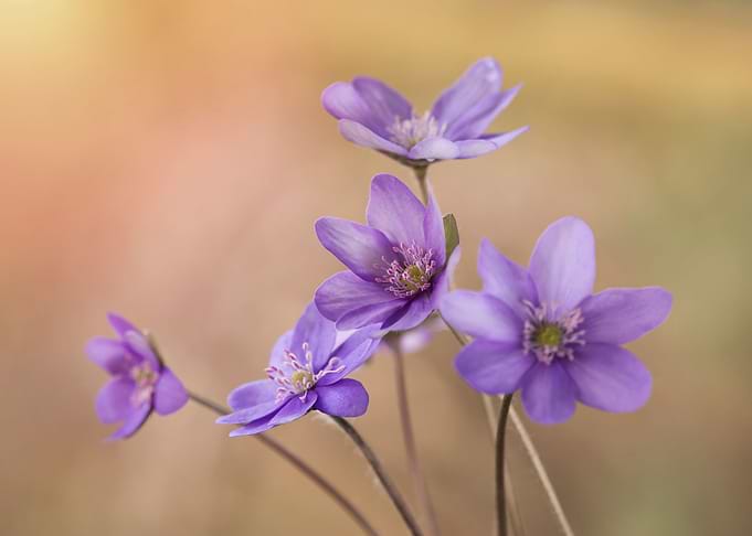Spring flowers