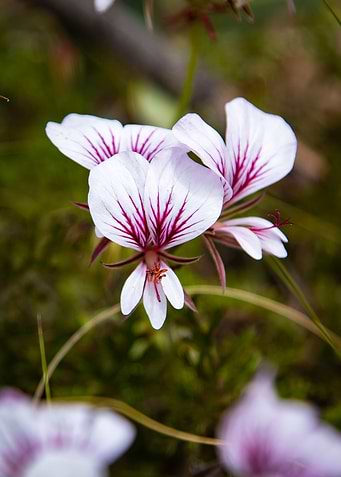 Flowers in Bloom