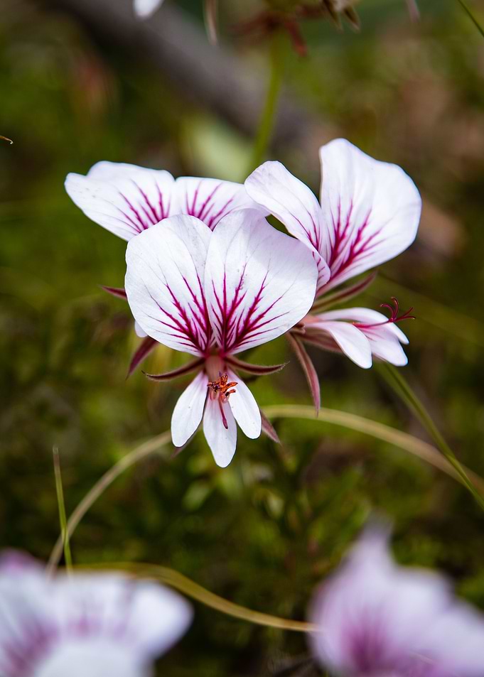 Flowers in Bloom