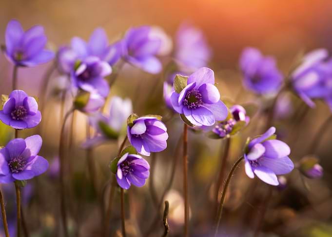 Spring flowers