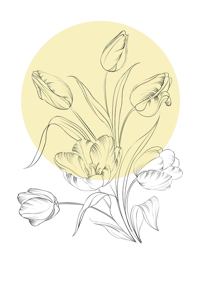 Tulip Line Art Flower