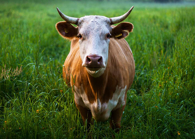 Cow