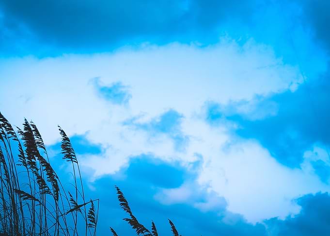 Clouds behind sea grass