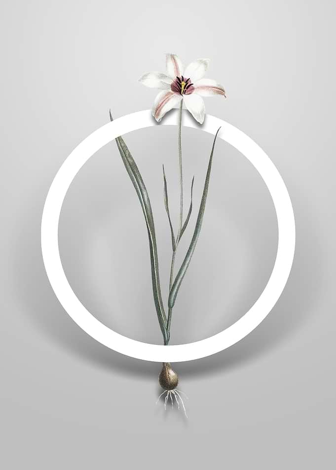 Vintage Lady Tulip Flower