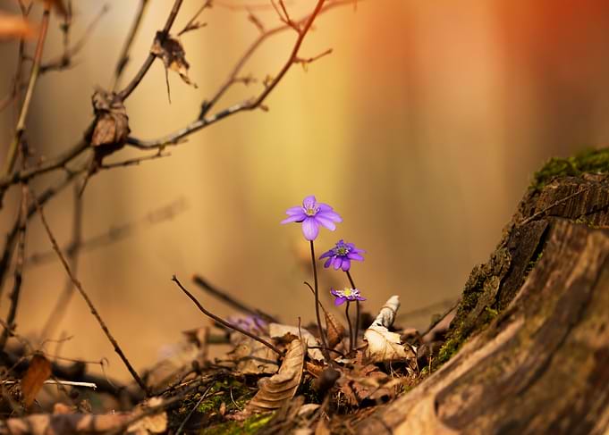 Spring in the forest