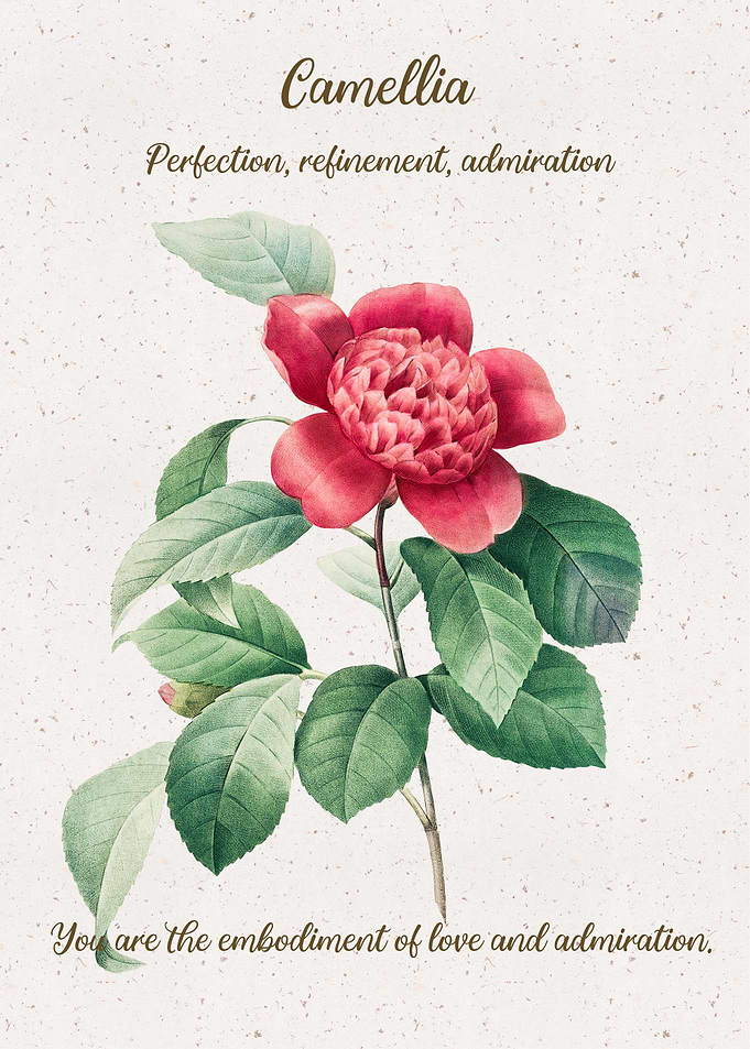 Camellia Flower Language