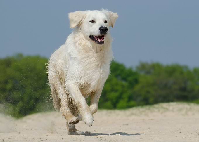 Golden Retriever