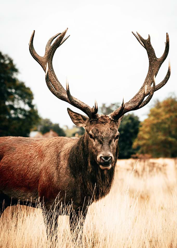 BIG HELLED DEER