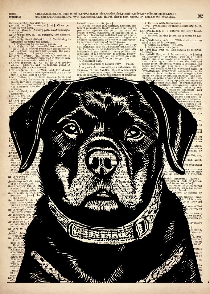 Rottweiler ILLUSTRATION