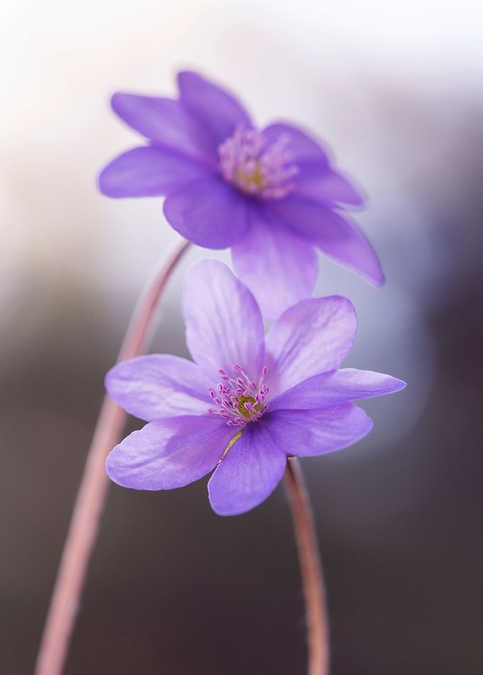 Purple spring flowers