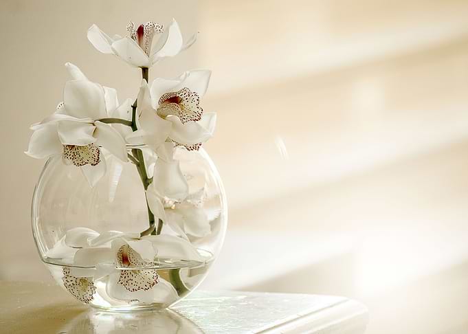 orchid