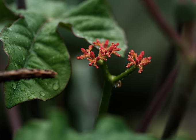 Orange blossoms