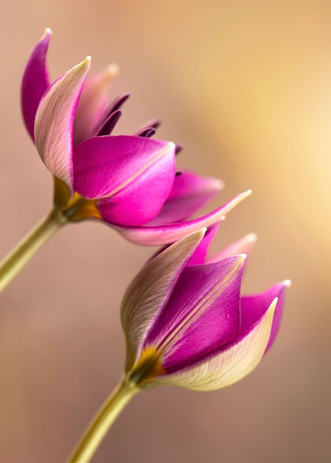 Botanical tulips