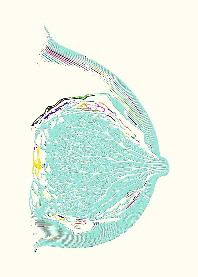 Breast Anatomy