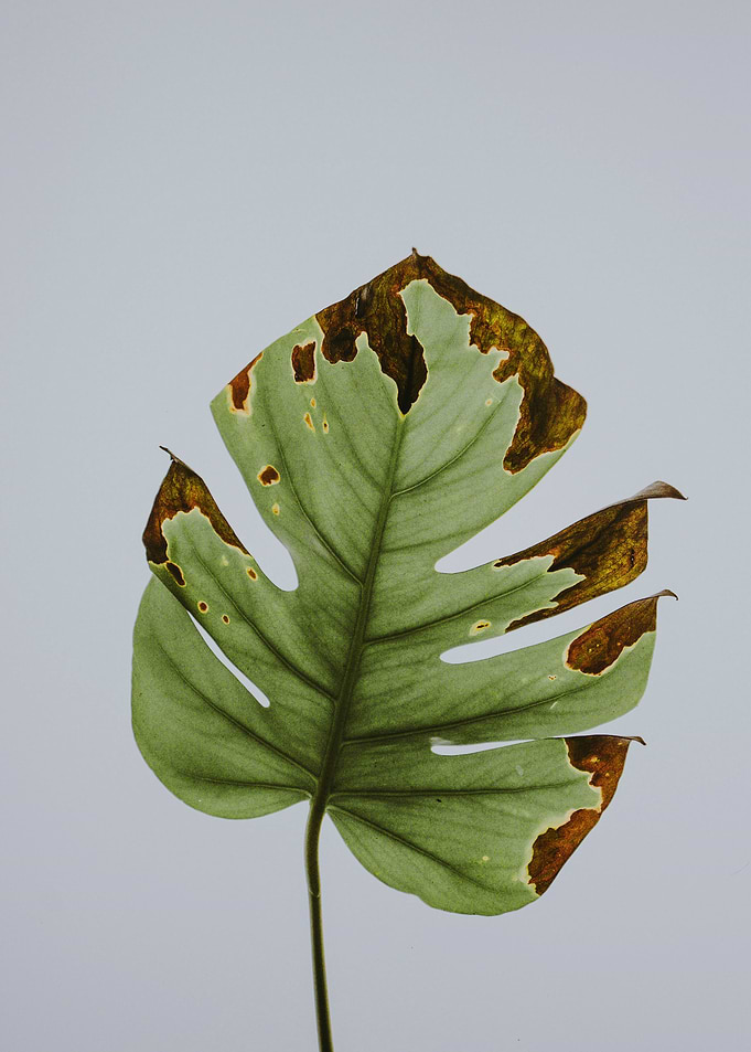 Monstera