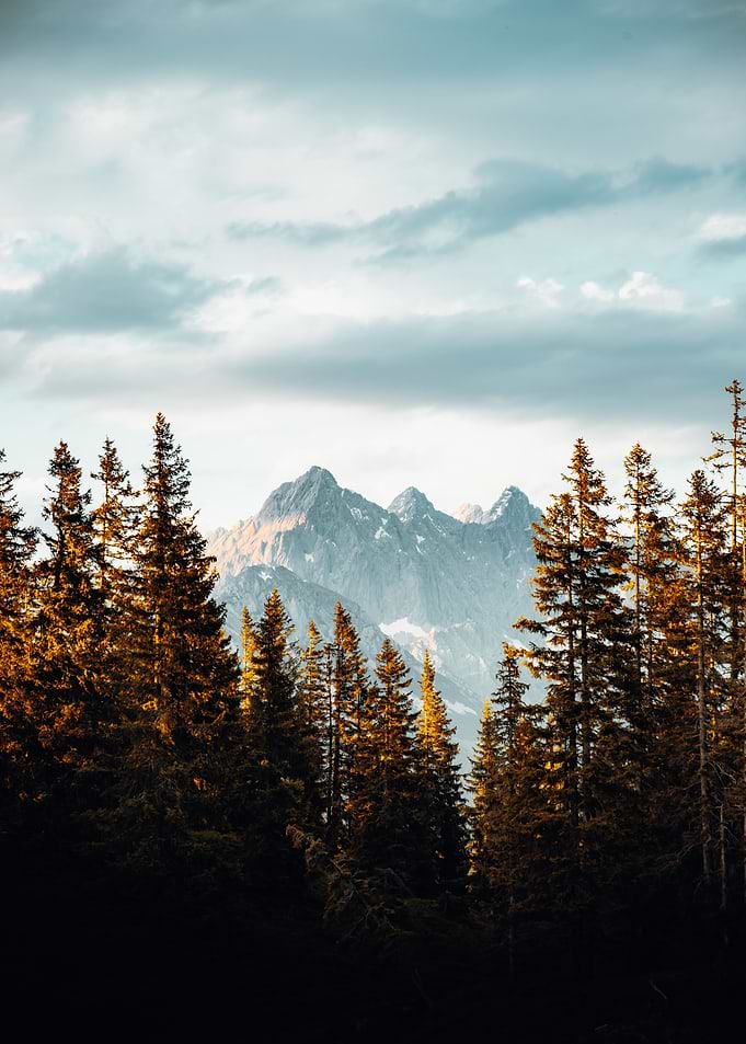 Forest View Background