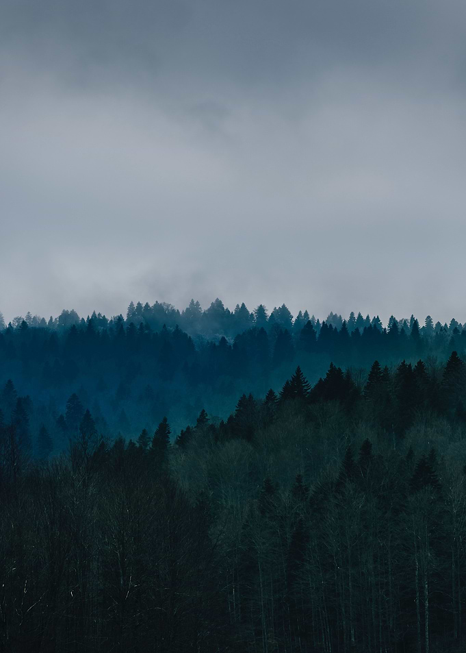 Mountain Forest View