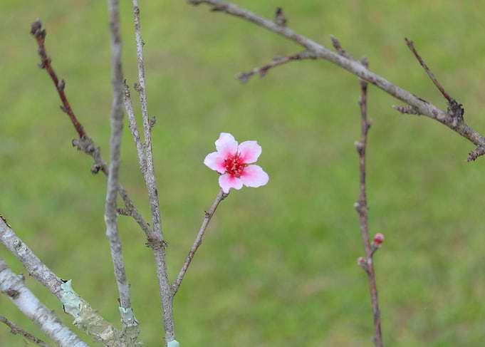 Sakura Flower