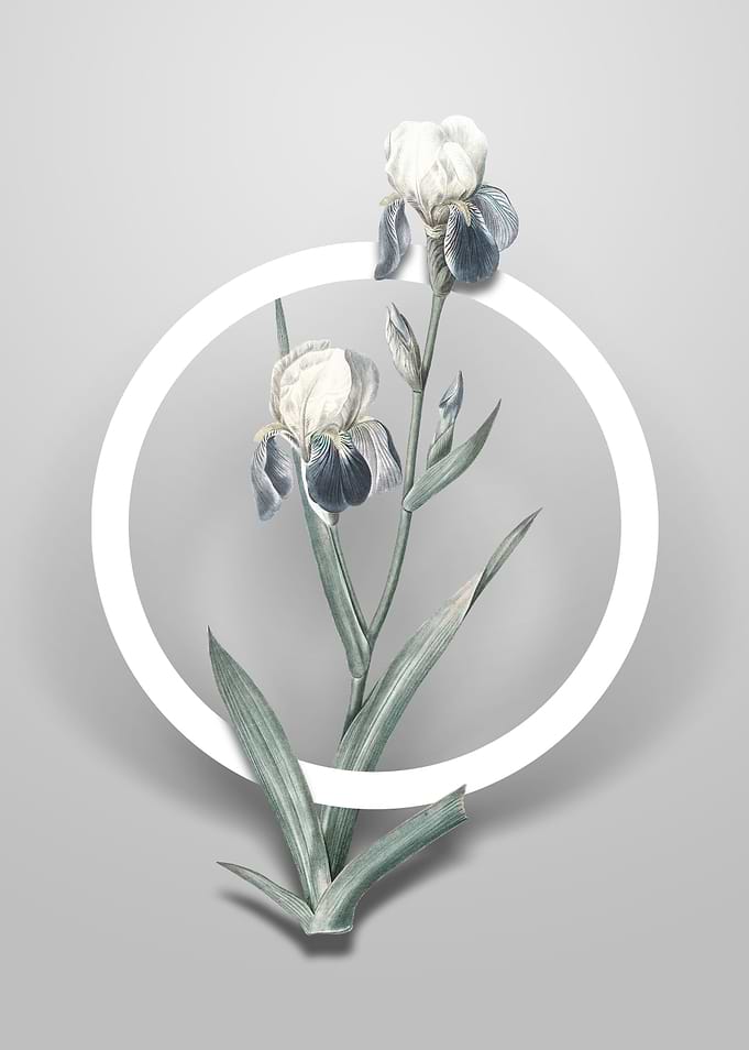 Elder Scented Iris Flower