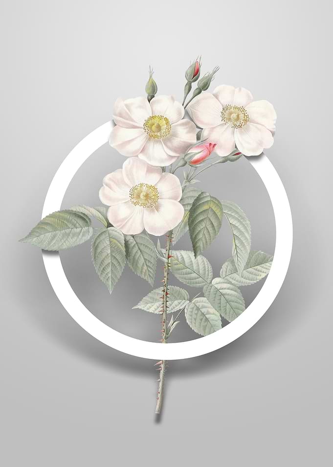 Rose of Castile Flower Art