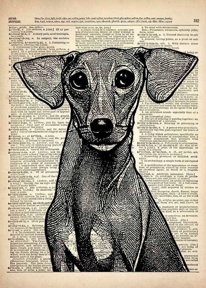 Greyhound DOG ILLUSTRATION
