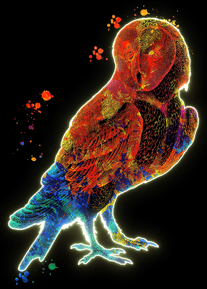 The barn owl
