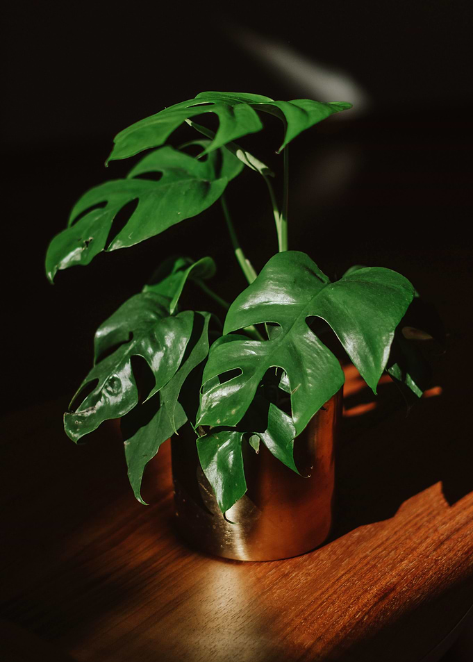 Monstera