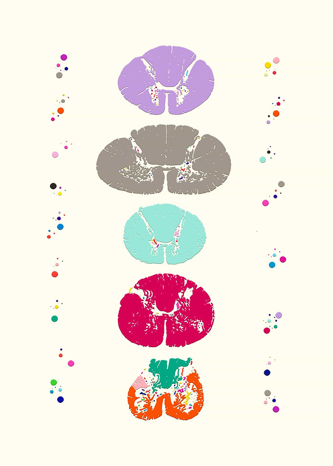 Anatomy Art