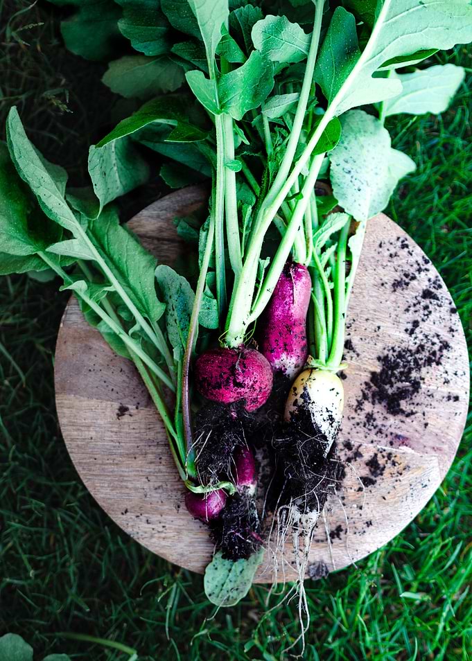 Radish