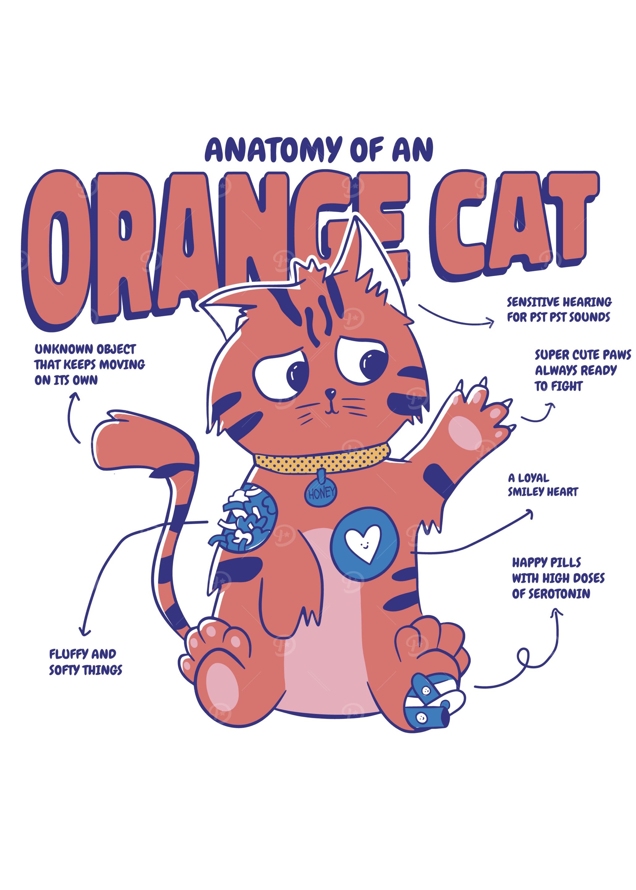 Orange Cat Anatomy
