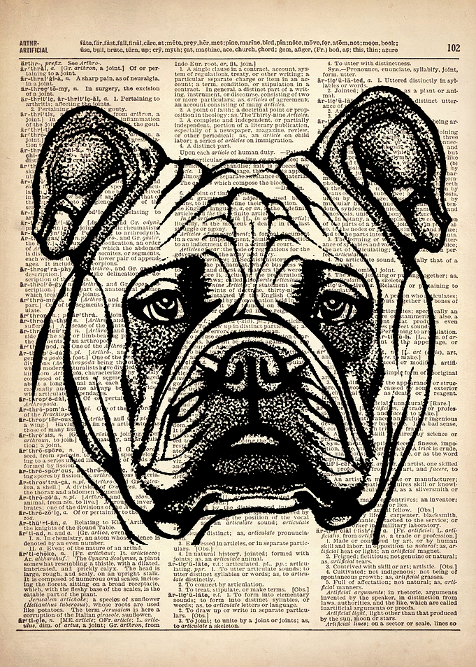 BULLDOG DOG ILLUSTRATION