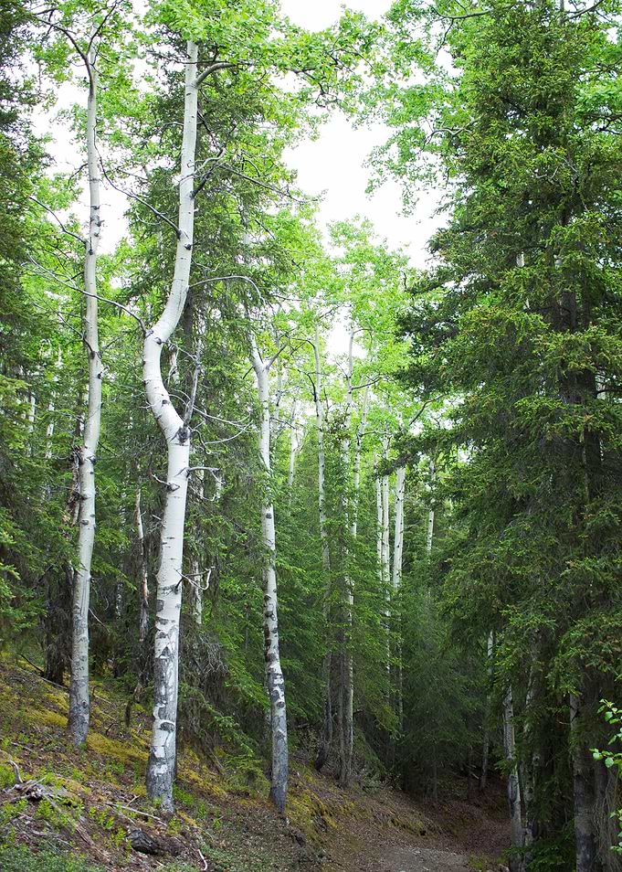 Tree Forest View