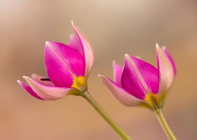 Botanical tulips