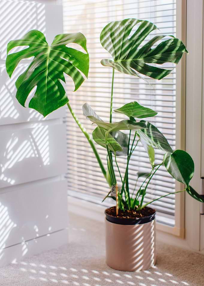 Monstera