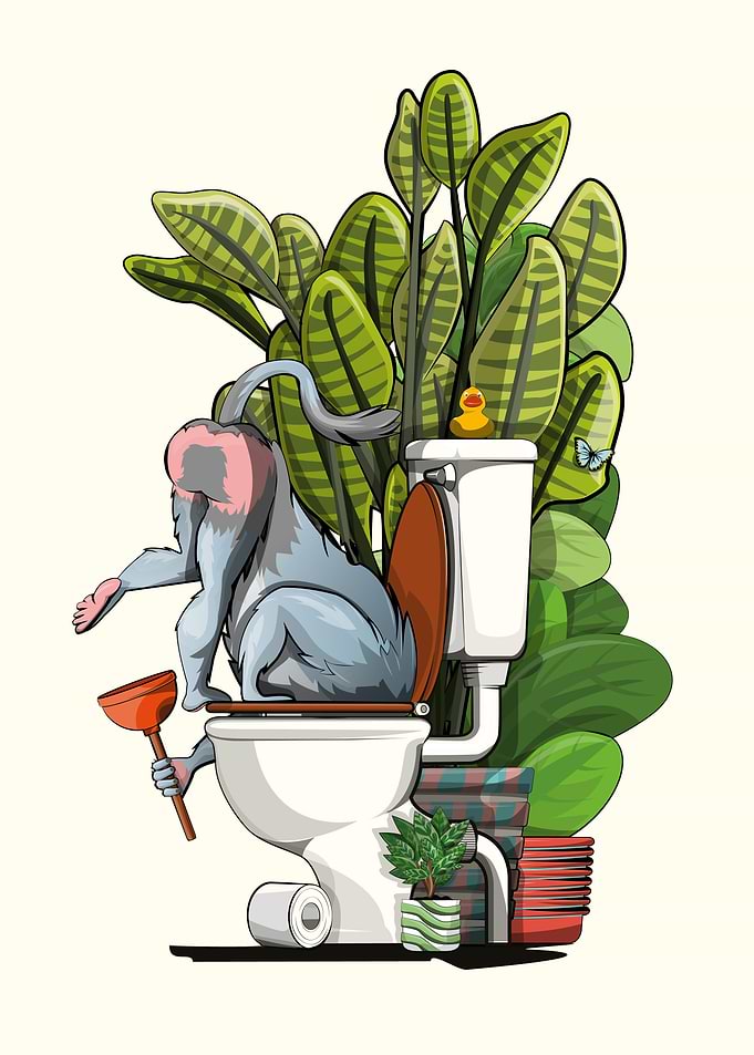 Mandrill using toilet