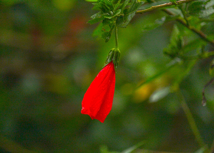 Hibiscus