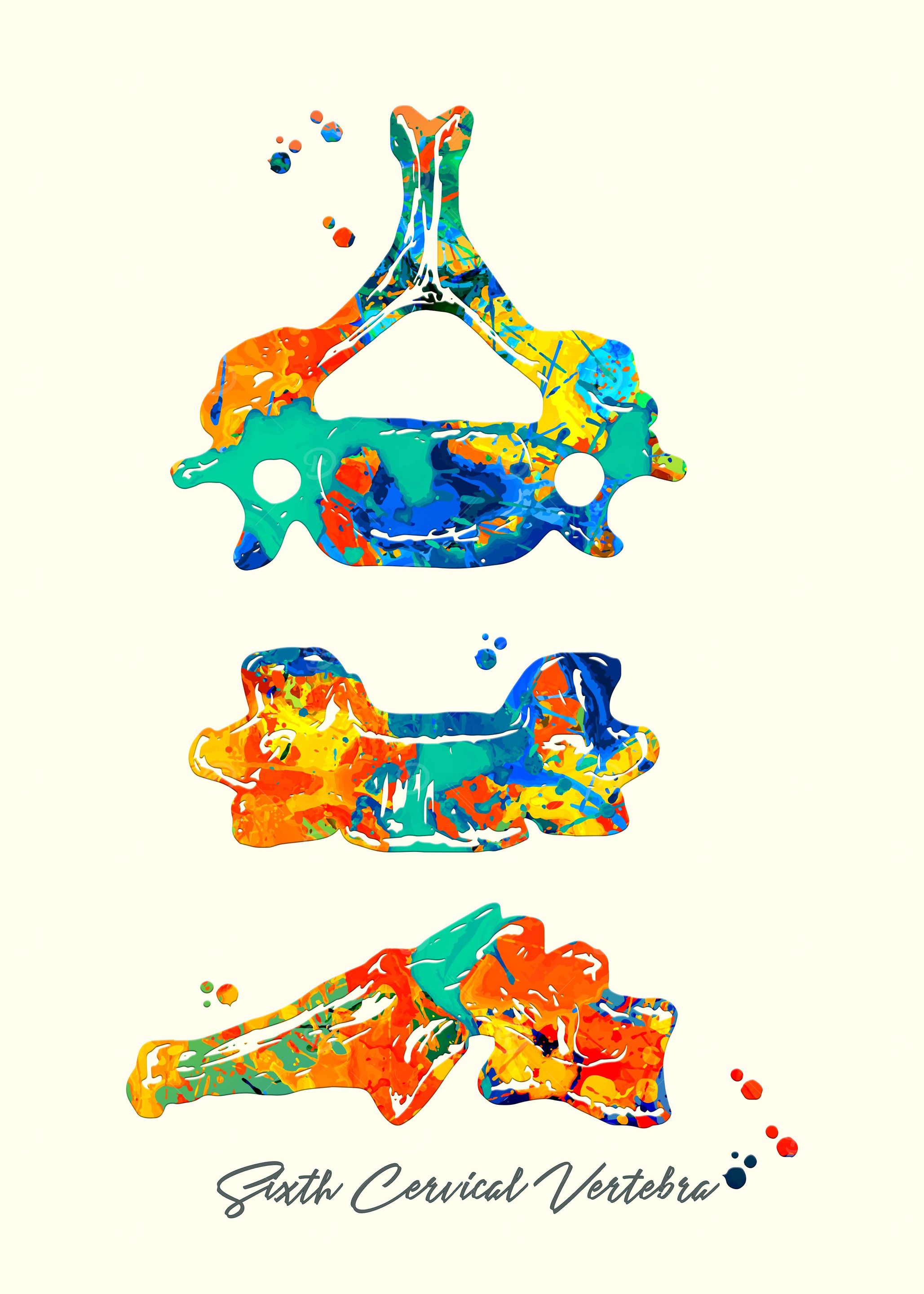 Sixth Cervical Vertebra