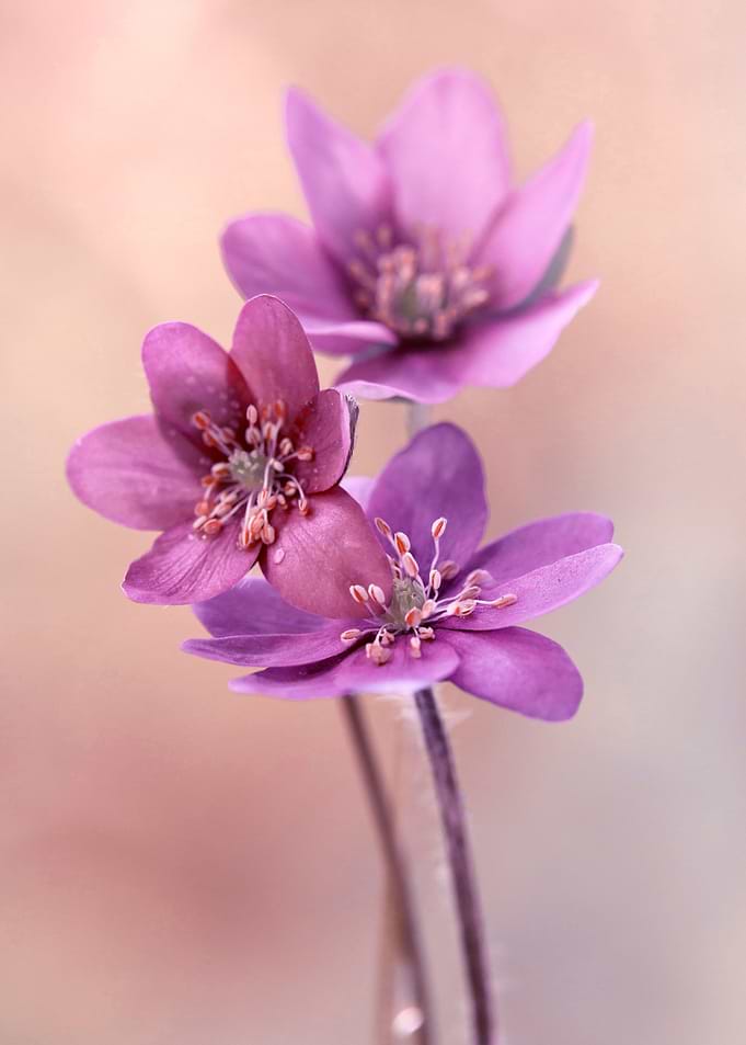 Spring flowers