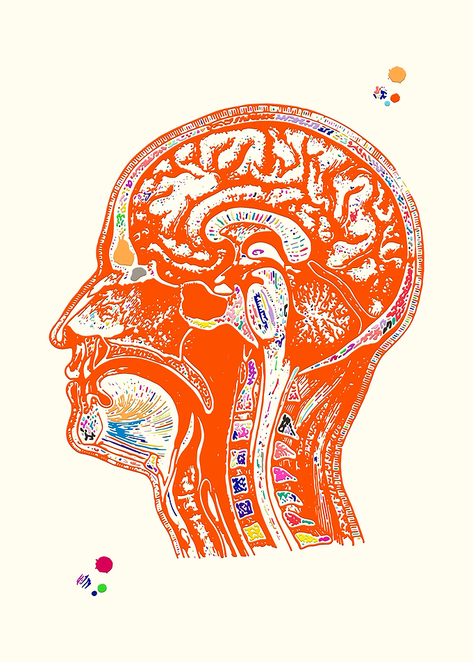 Human head
