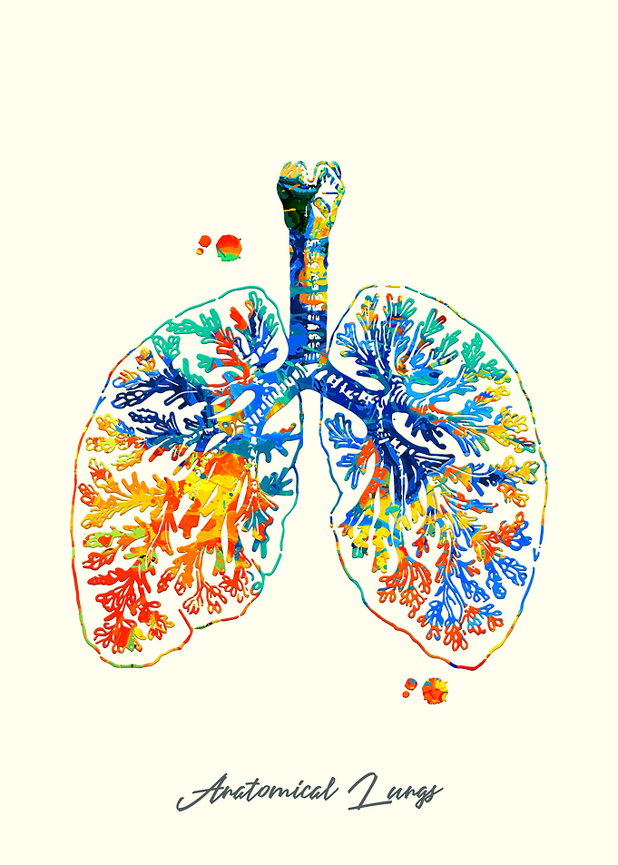 Anatomical Lungs