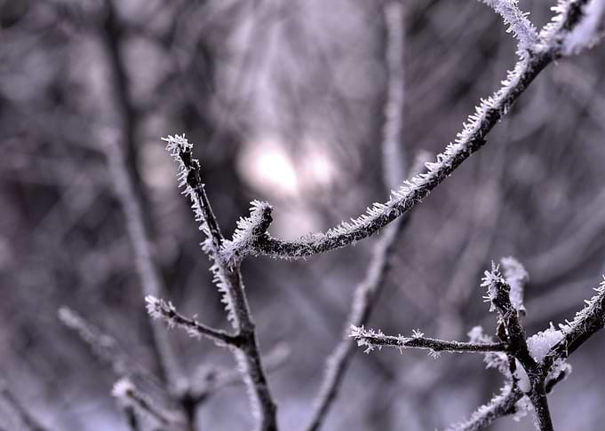 Frosty bush winter snow