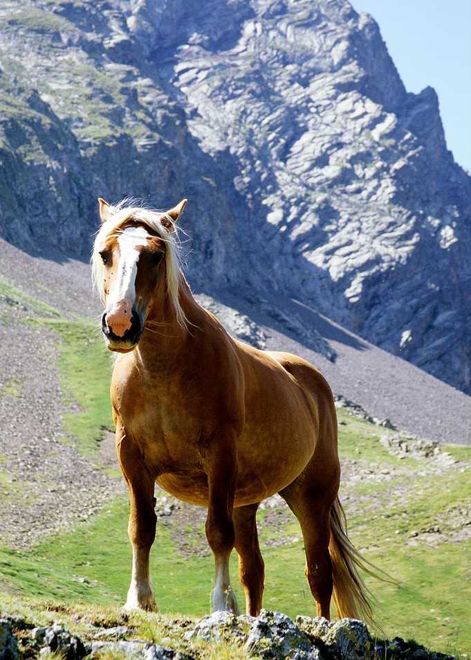 HORSE