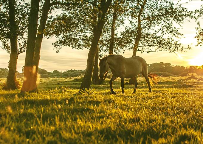 RUNNING HORSE