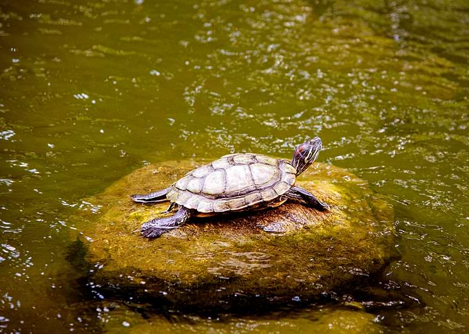 TURTLE