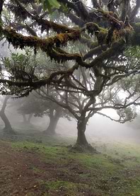 Madeira Fanal Forest 01