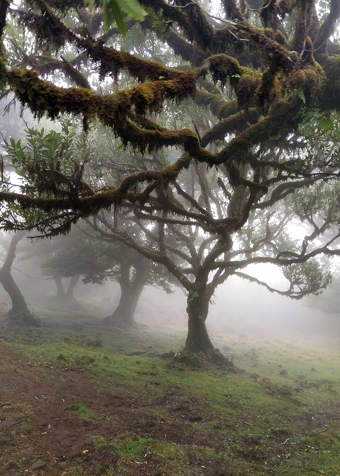 Madeira Fanal Forest 01
