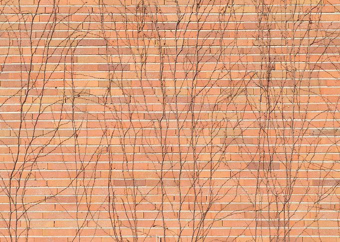 Brick Wall with Ivy 1