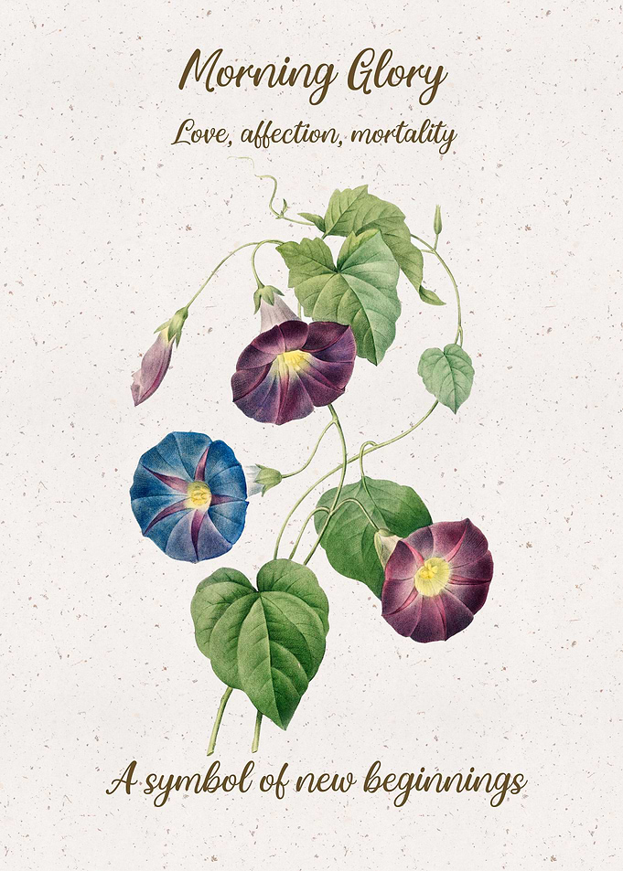 Morning Glory Flower Langu