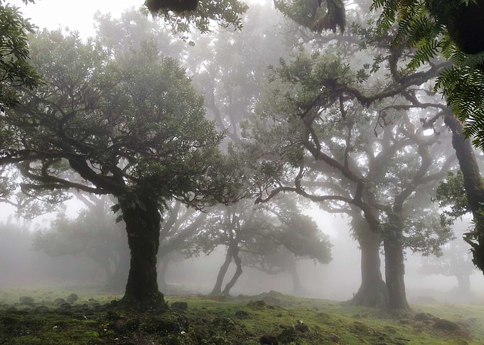 Madeira Fanal Forest 02